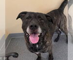 Small #1 American Pit Bull Terrier-Labrador Retriever Mix