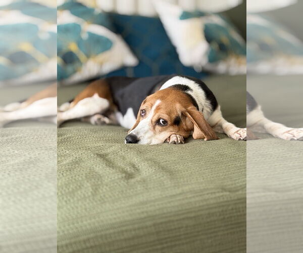 Medium Photo #1 Beagle Puppy For Sale in Tampa, FL, USA