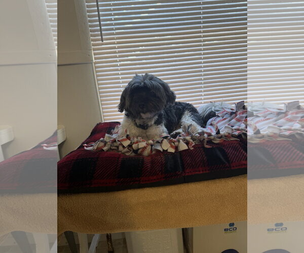 Medium Photo #3 Shih Tzu Puppy For Sale in York, SC, USA