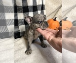 Small Photo #7 French Bulldog Puppy For Sale in TRACYS LANDING, MD, USA