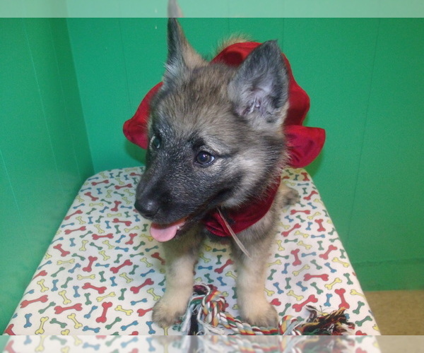 Medium Photo #4 Norwegian Elkhound Puppy For Sale in PATERSON, NJ, USA