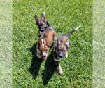 Small #11 German Shepherd Dog Mix