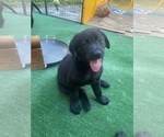 Puppy 1 German Shepherd Dog-Labradoodle Mix