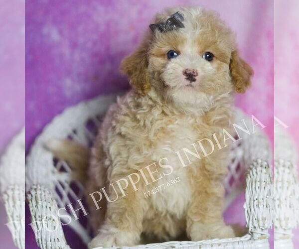Medium Photo #114 Poodle (Toy) Puppy For Sale in WARSAW, IN, USA