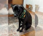 Small Photo #1 Labrador Retriever Puppy For Sale in SMYRNA, GA, USA