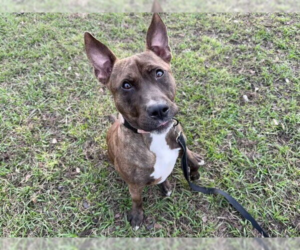Medium Photo #2 American Pit Bull Terrier-Unknown Mix Puppy For Sale in Ocala, FL, USA