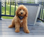 Image preview for Ad Listing. Nickname: Finn