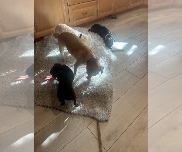 Medium Photo #5 Poodle (Miniature) Puppy For Sale in Sandy, UT, USA