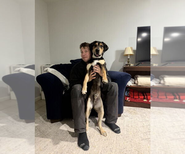 Medium Photo #16 American Foxhound-Unknown Mix Puppy For Sale in Brewster, NY, USA