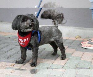 Chewie - Male Mal-Shi Dog for Adoption - Photo #2
