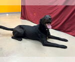 Small #3 Labrador Retriever Mix
