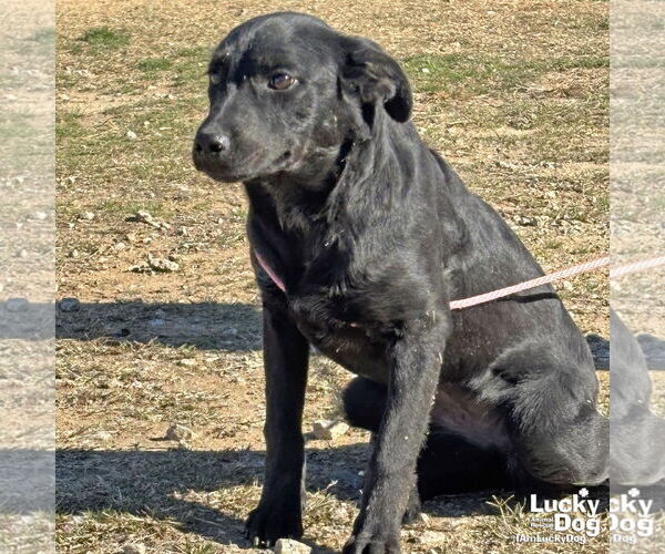 Medium Photo #3 Catahoula Leopard Dog-Labrador Retriever Mix Puppy For Sale in Washington, DC, USA
