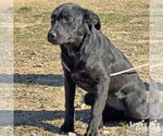 Small #2 Catahoula Leopard Dog-Labrador Retriever Mix