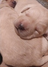 Labrador Retriever Puppy for sale in OXFORD, NC, USA