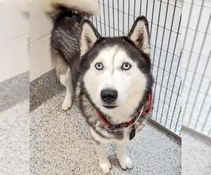 Siberian Husky-Unknown Mix Dogs for adoption in Houston, TX, USA