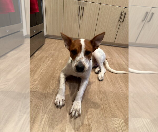 Medium Photo #2 American Staffordshire Terrier-German Shepherd Dog Mix Puppy For Sale in Lake Forest, CA, USA