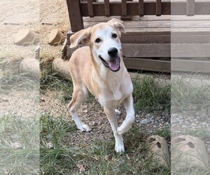 Labrador Retriever-Unknown Mix Dogs for adoption in Wetumpka, AL, USA