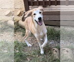 Small Labrador Retriever Mix