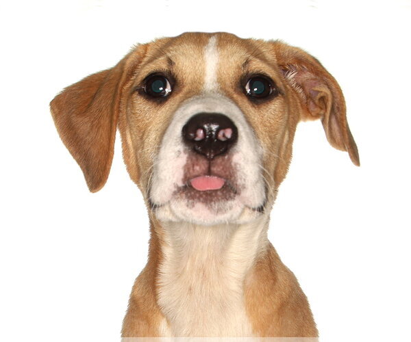 Medium Photo #2 Mutt Puppy For Sale in Oakland Park, FL, USA