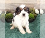 Puppy Puppy 2 Male Cavapoo