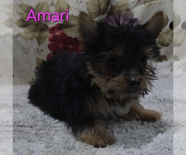 Medium Photo #3 Yorkshire Terrier Puppy For Sale in AZLE, TX, USA
