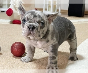 French Bulldog Puppy for sale in NEW YORK, NY, USA
