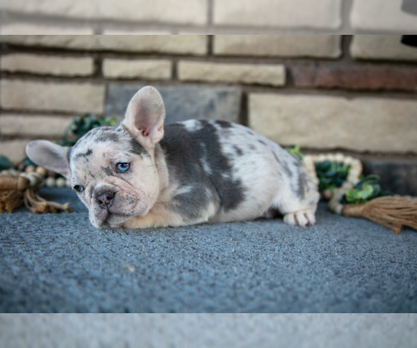 Medium Photo #14 French Bulldog Puppy For Sale in SUGARCREEK, OH, USA