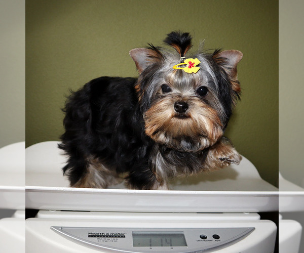 Medium Photo #5 Yorkshire Terrier Puppy For Sale in LOS ANGELES, CA, USA