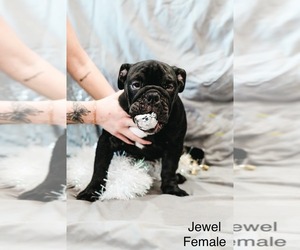 English Bulldog Puppy for sale in TRENTON, TX, USA