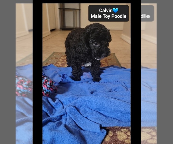 Medium Photo #2 Poodle (Toy) Puppy For Sale in TUCSON, AZ, USA
