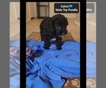 Small #1 Poodle (Toy)