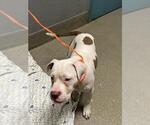 Small American Pit Bull Terrier Mix