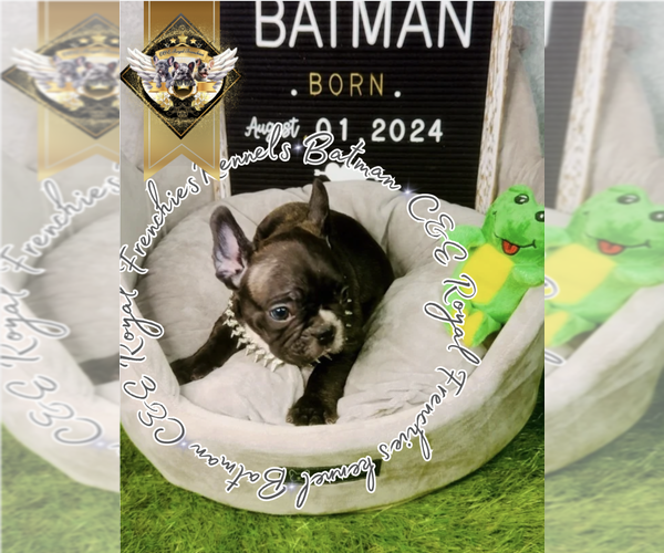Medium Photo #8 French Bulldog Puppy For Sale in ATHENS, GA, USA