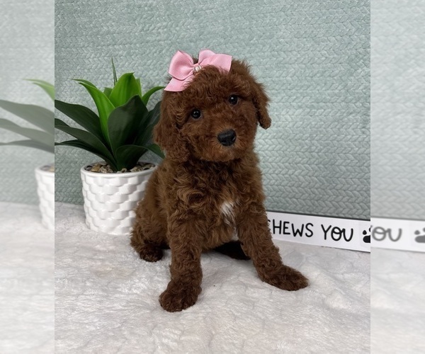 Medium Photo #3 Goldendoodle (Miniature) Puppy For Sale in GREENFIELD, IN, USA