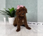 Small #2 Goldendoodle (Miniature)
