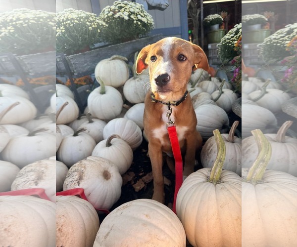 Medium Photo #7 Labrador Retriever-Unknown Mix Puppy For Sale in Germantown, OH, USA