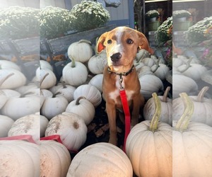 Cheese - Female Labrador Retriever-Unknown Mix Dog for Adoption - Photo #7