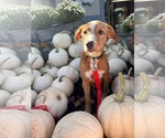 Small Photo #7 Labrador Retriever-Unknown Mix Puppy For Sale in Germantown, OH, USA