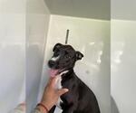 Small American Pit Bull Terrier-Labrador Retriever Mix