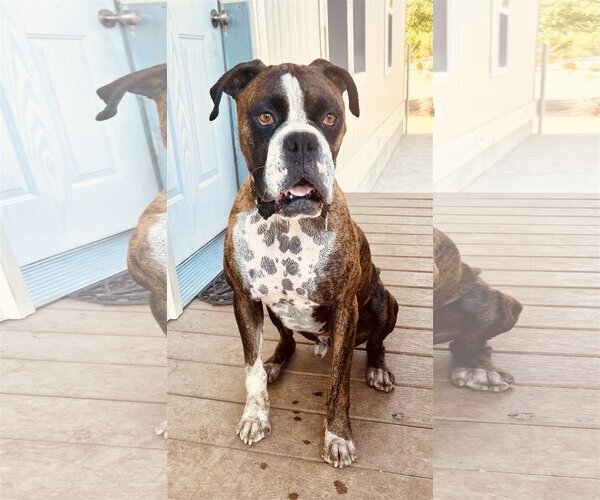Medium Photo #1  Puppy For Sale in , 
