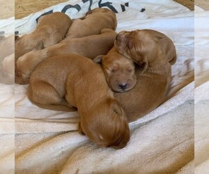 Golden Retriever Puppy for sale in YACOLT, WA, USA