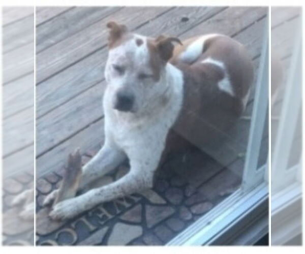 Medium Photo #9 Boxer-Brittany Mix Puppy For Sale in Winston Salem, NC, USA