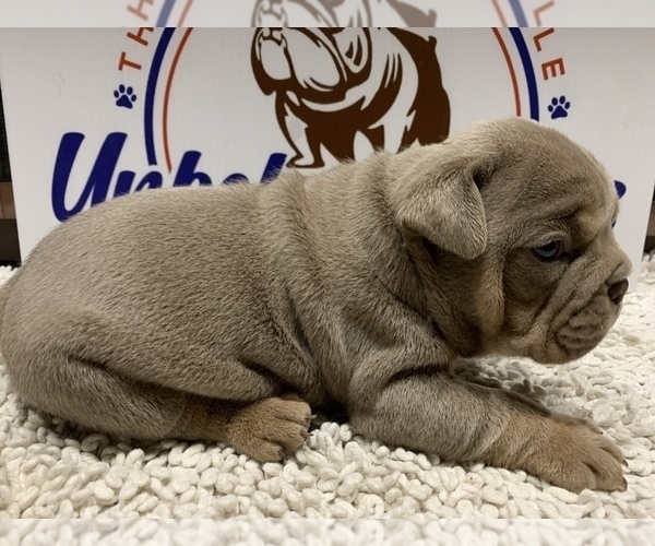 Medium Photo #7 Bulldog Puppy For Sale in CENTERVILLE, OH, USA