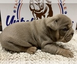 Small Photo #7 Bulldog Puppy For Sale in CENTERVILLE, OH, USA