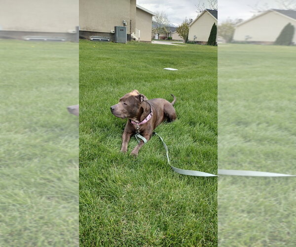 Medium Photo #3 Mutt Puppy For Sale in Salt Lake City, UT, USA