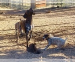 Small Photo #29 German Shorthaired Pointer Puppy For Sale in WOODLAND PARK, CO, USA
