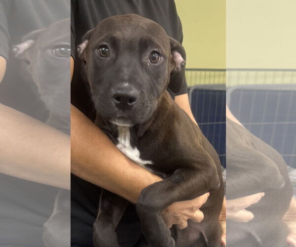 Medium Photo #1 Mutt Puppy For Sale in Royal Palm Beach, FL, USA