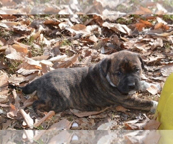Medium Photo #4 Australian Shepherd-Boxer Mix Puppy For Sale in ORRVILLE, OH, USA