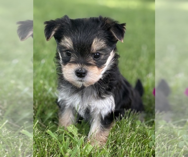 Medium Photo #4 Morkie Puppy For Sale in ROCK STREAM, NY, USA