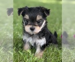 Small #3 Morkie